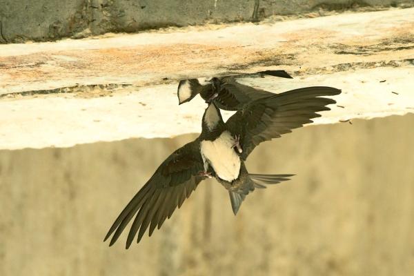 Vencejo real - Reproducción del vencejo real 