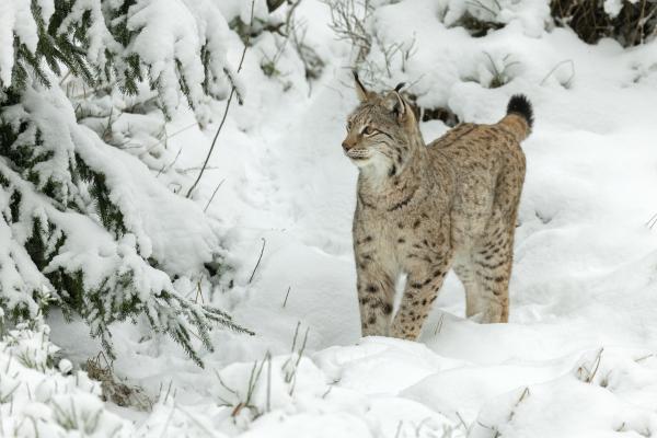 Lince boreal o Lynx lynx - Amenazas y conservación del lince boreal