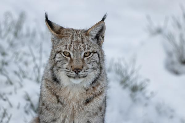 Lince boreal o Lynx lynx - Características del lince boreal