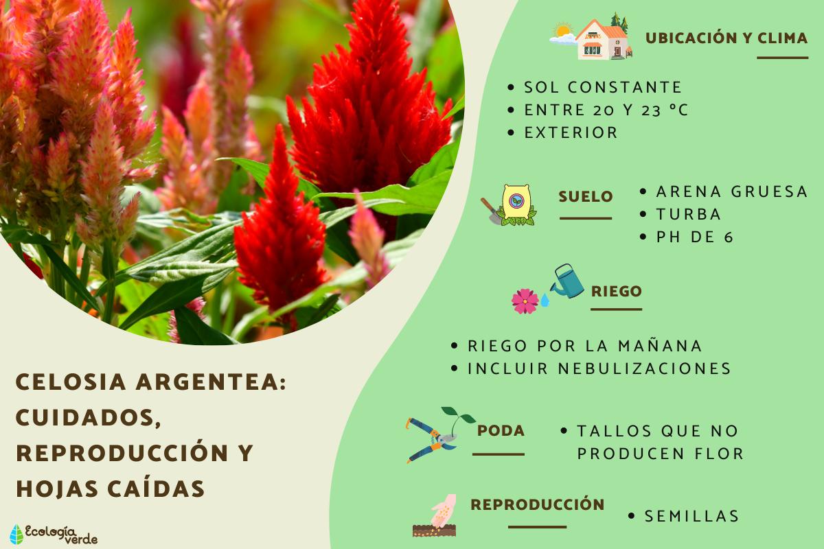 Celosia argentea, una planta plumosa: cuidados, reproducción y hojas caídas