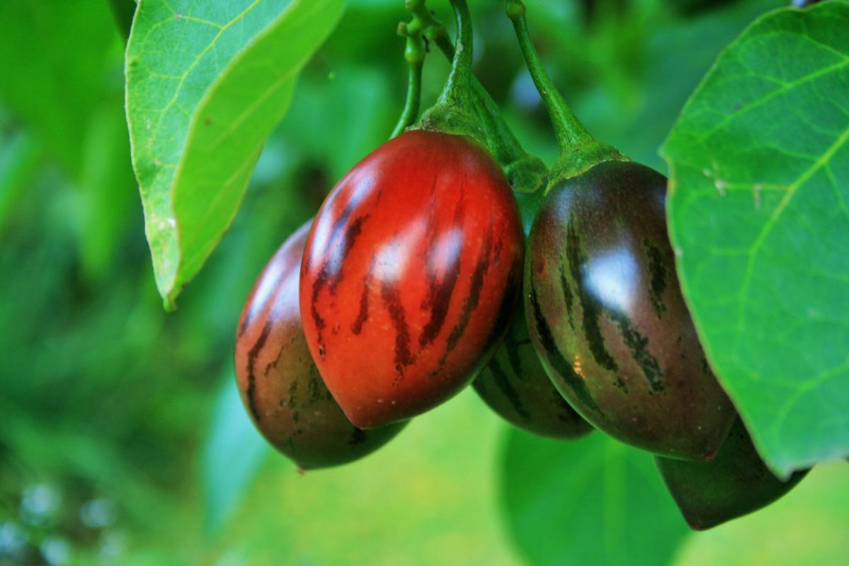 Cultivo de tomate de árbol