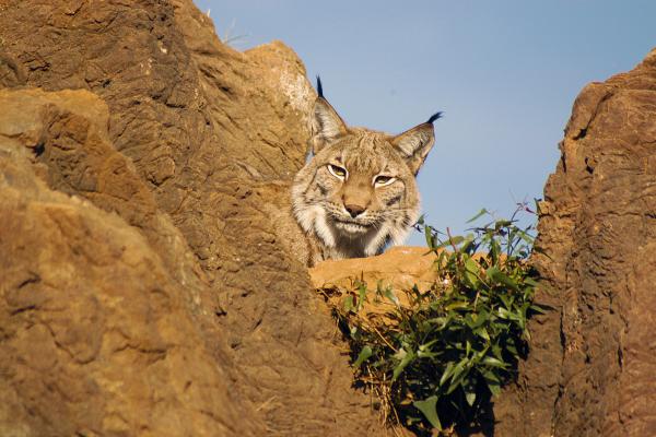 Lince boreal o Lynx lynx - Dónde vive el lince boreal