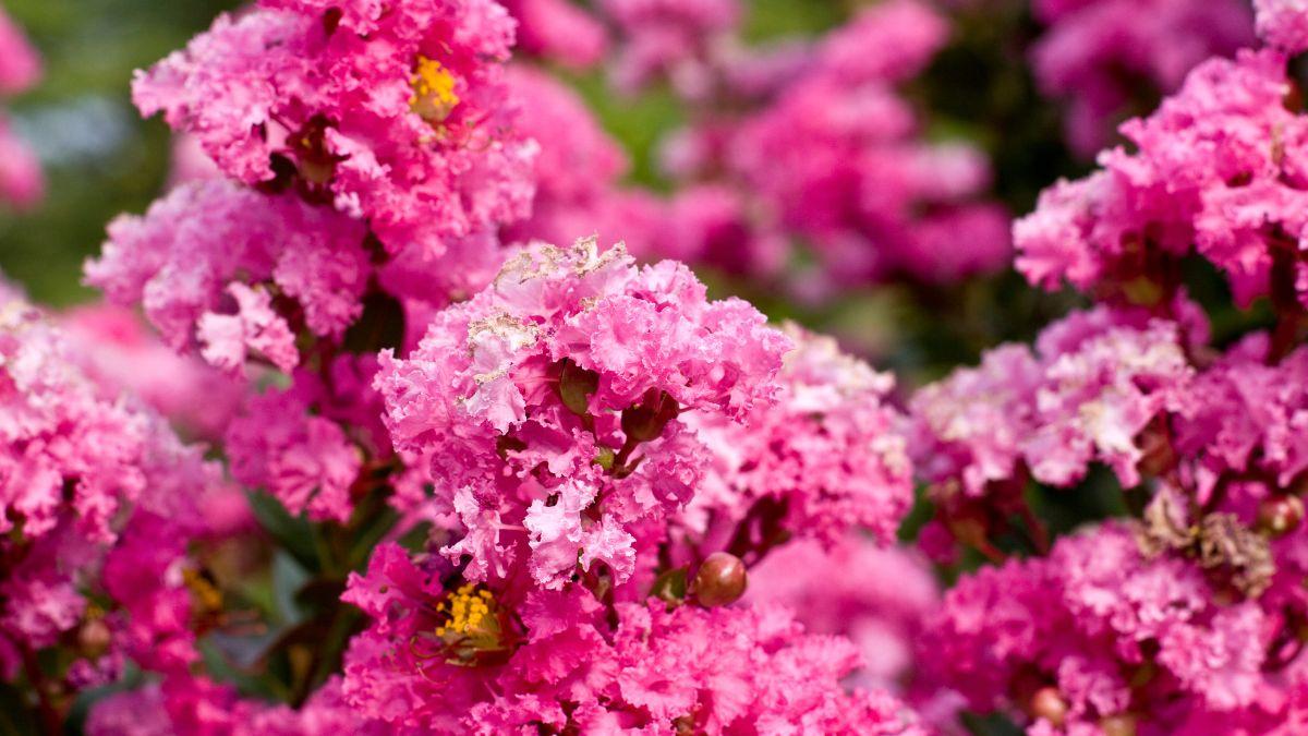Florece durante 120 días al año y apenas necesita cuidados: el árbol favorito de los jardineros que llena el jardín de flores rosas