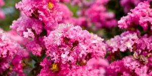 Florece durante 120 días al año y apenas necesita cuidados: el árbol favorito de los jardineros que llena el jardín de flores rosas