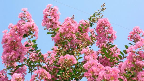 Florece durante 120 días al año y apenas necesita cuidados: el árbol favorito de los jardineros que llena el jardín de flores rosas - Las flores rosas cubren sus ramas y dan color al jardín durante 120 días al año