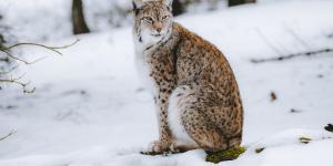 Lince boreal o Lynx lynx
