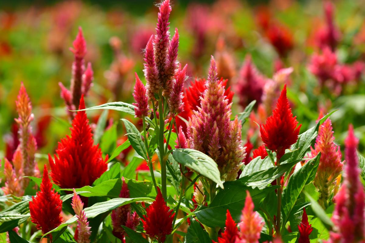 Celosia Argentea Una Planta Plumosa Cuidados Reproducci n Y Hojas Ca das