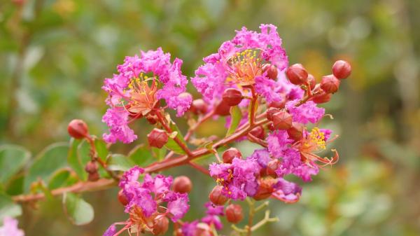 Florece durante 120 días al año y apenas necesita cuidados: el árbol favorito de los jardineros que llena el jardín de flores rosas - Sol, riego moderado y poda ligera: las claves para cuidar el mirto chino