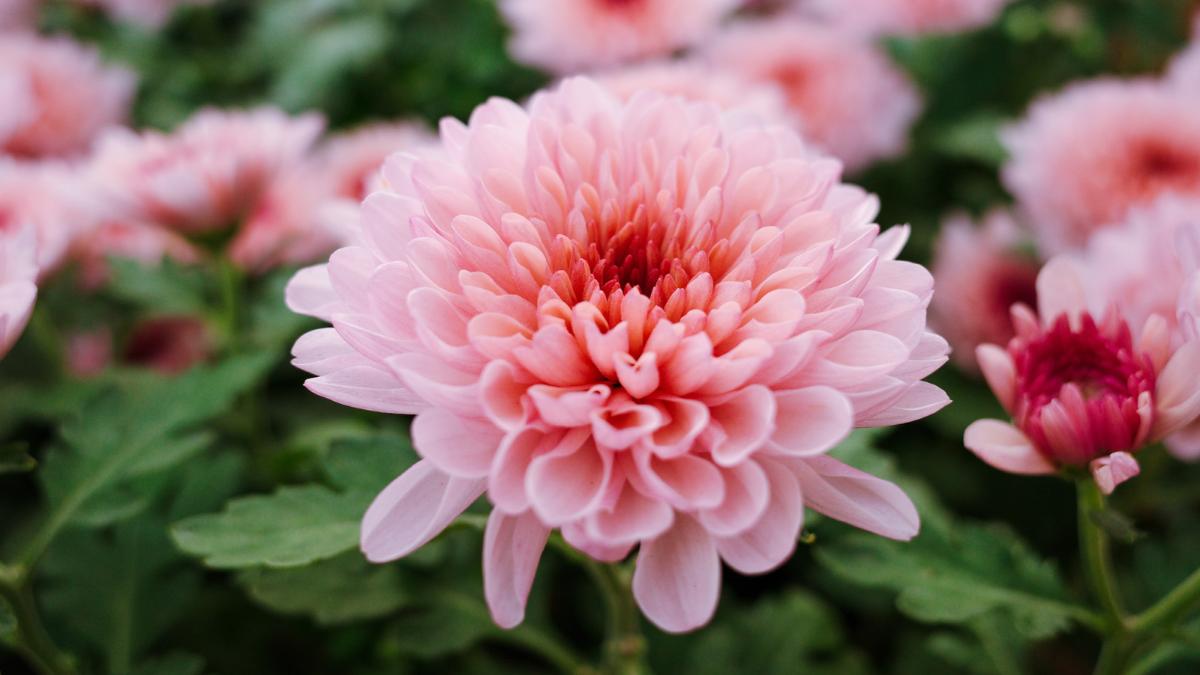 Florece durante casi 2 meses y necesita pocos cuidados: la planta de flores rosas que los jardineros eligen para llenar el jardín en otoño