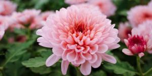 Florece durante casi 2 meses y necesita pocos cuidados: la planta de flores rosas que los jardineros eligen para llenar el jardín en otoño