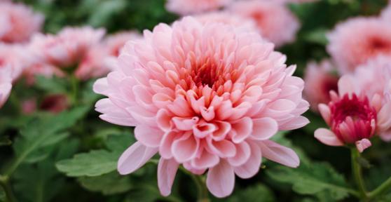 Florece durante casi 2 meses y necesita pocos cuidados: la planta de flores rosas que los jardineros eligen para llenar el jardín en otoño