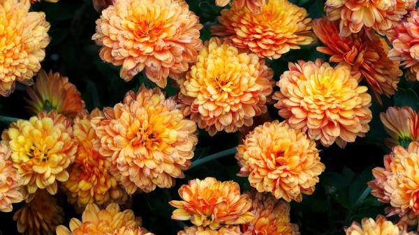 Florece durante casi 2 meses y necesita pocos cuidados: la planta de flores rosas que los jardineros eligen para llenar el jardín en otoño - Los cuidados que necesita el crisantemo para llenarse de flores