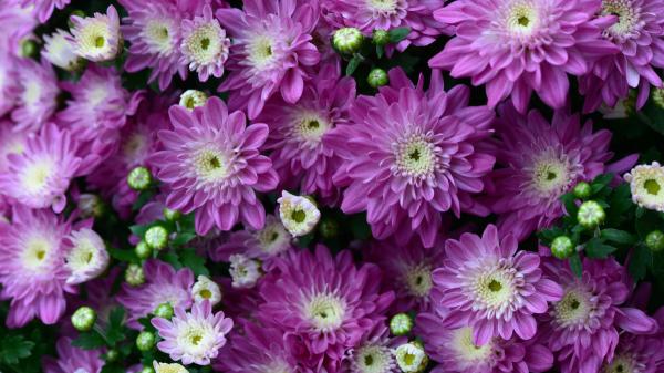 Florece durante casi 2 meses y necesita pocos cuidados: la planta de flores rosas que los jardineros eligen para llenar el jardín en otoño - Por qué los crisantemos llenan de flores el jardín justo en otoño