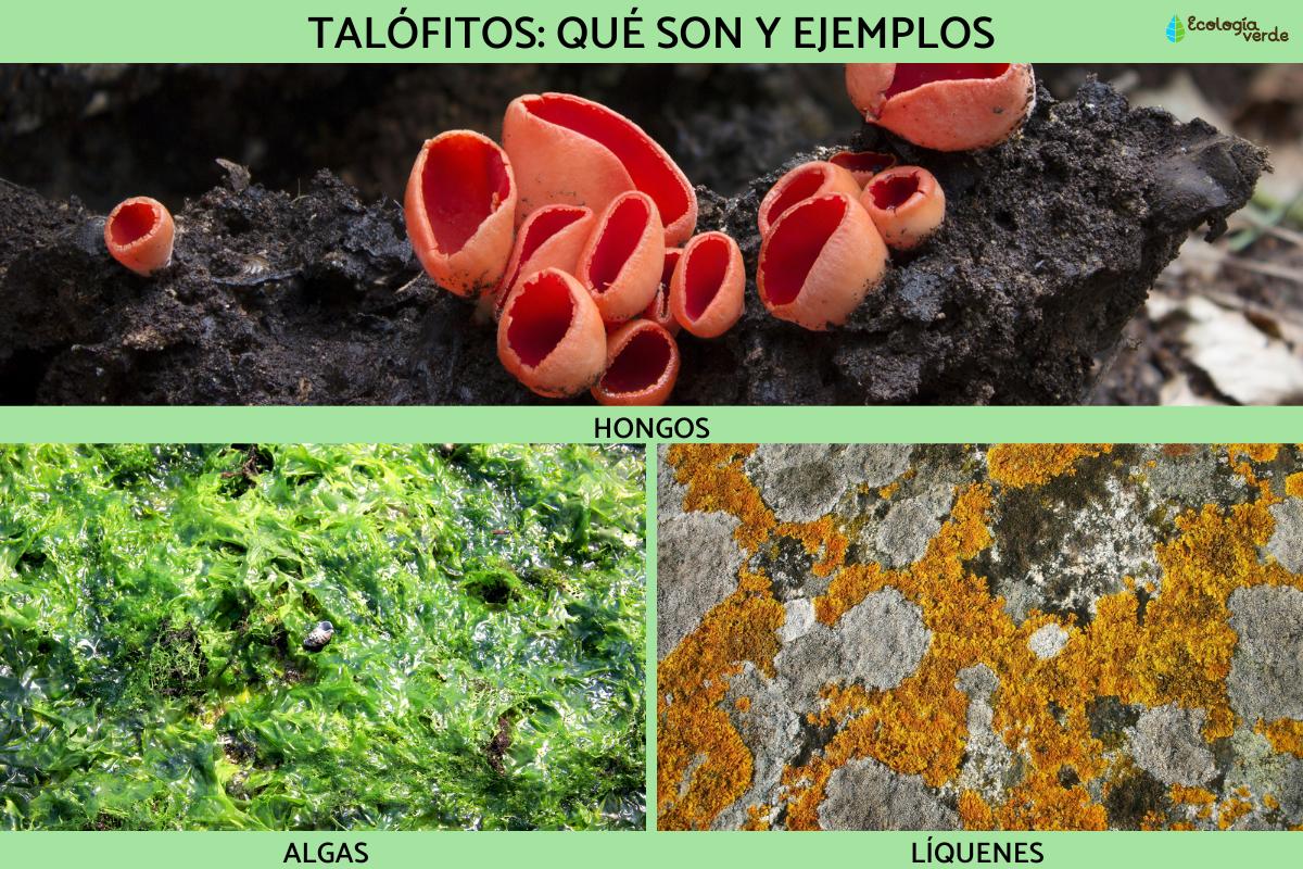 Talófitos: qué son y ejemplos