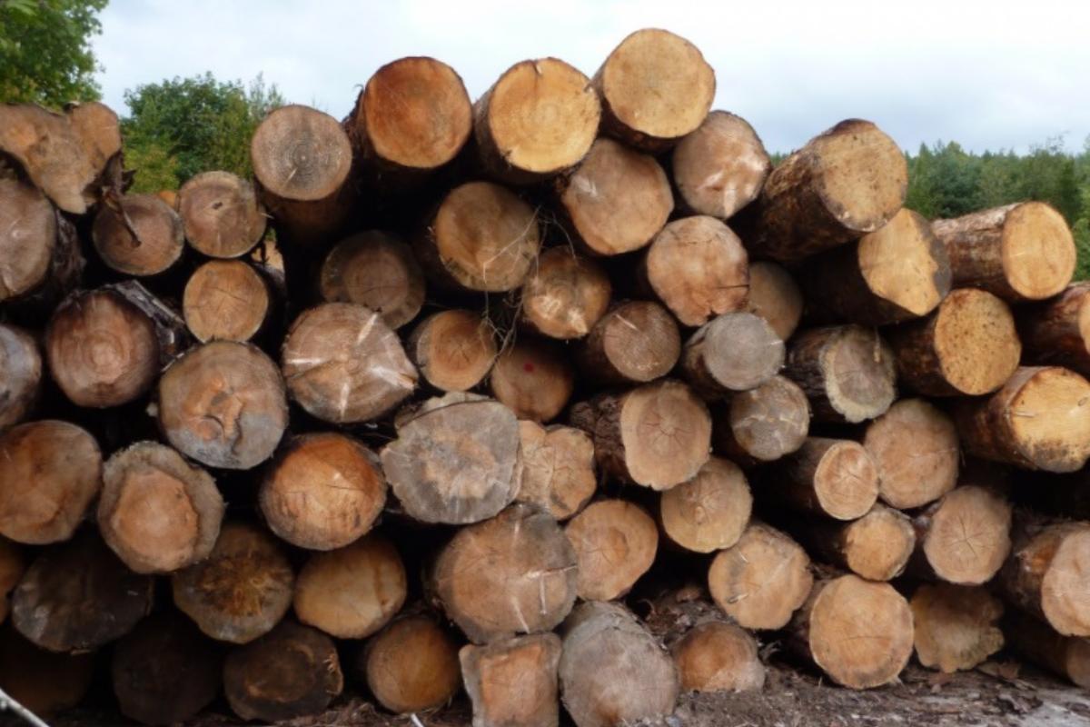 Tipos de madera: características y clasificación