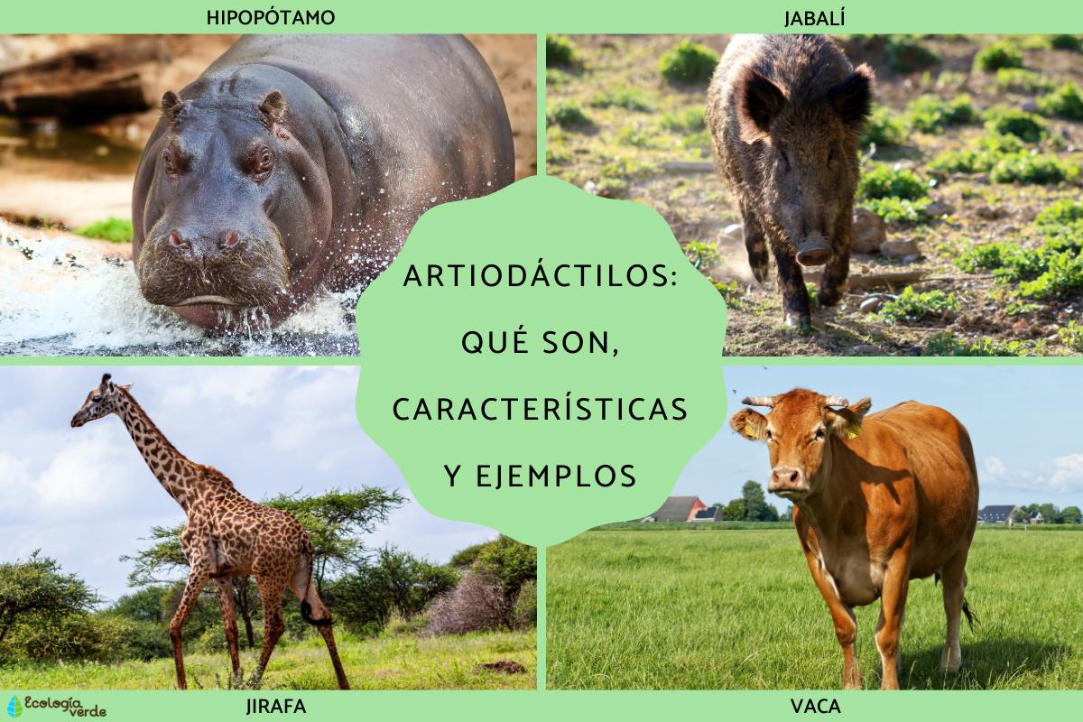 Artiodáctilos: qué son, características y ejemplos