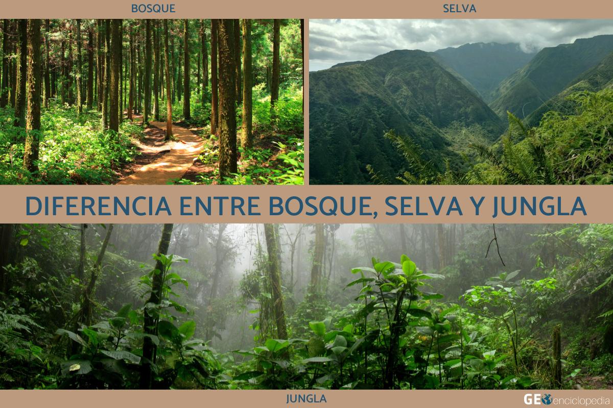 Diferencia entre bosque, selva y jungla