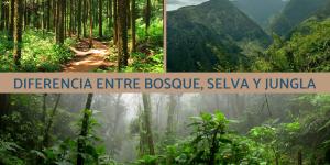 Diferencia entre bosque, selva y jungla
