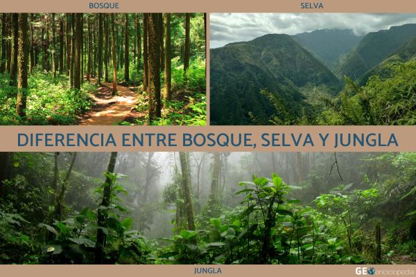 Diferencia entre bosque, selva y jungla