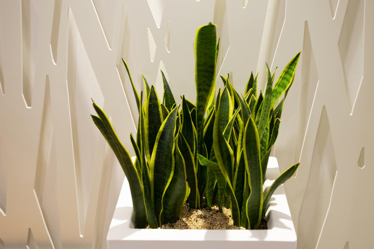 Plantas que producen oxígeno por la noche