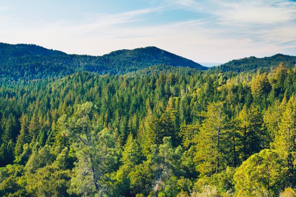 Diferencia entre bosque, selva y jungla - Qué es un bosque