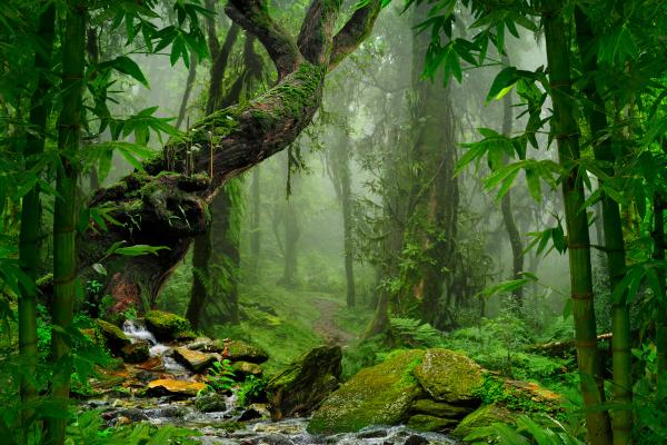 Diferencia entre bosque, selva y jungla - Qué es una jungla
