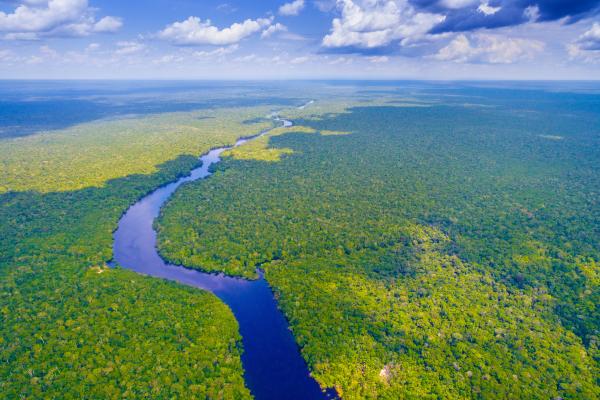 Diferencia entre bosque, selva y jungla - Qué es una selva