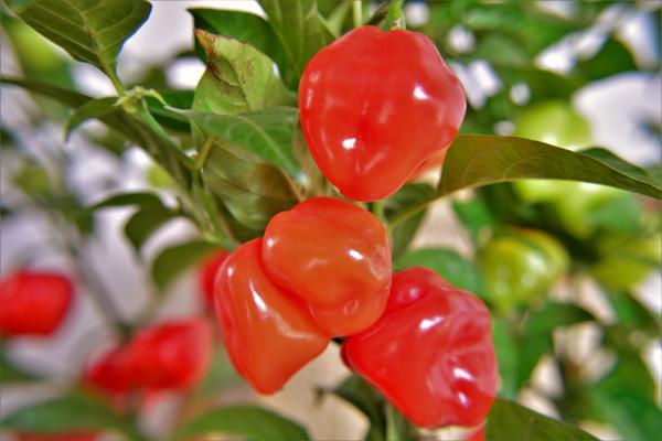 Tipos de pimientos - Ají chombo