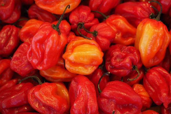 Tipos de pimientos - Ají habanero