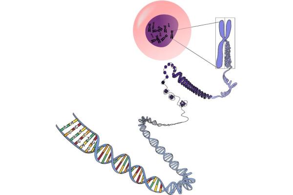Funciones del ARN - Características del ARN