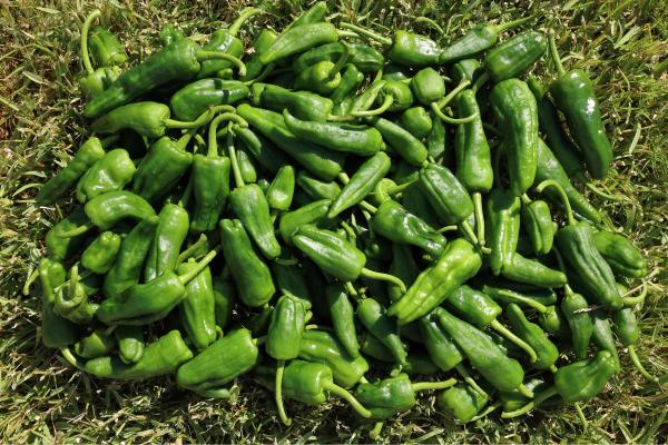 Tipos de pimientos - Pimiento de padrón