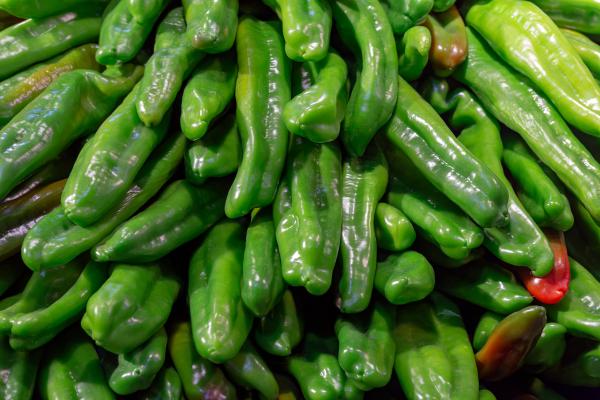 Tipos de pimientos - Pimiento italiano