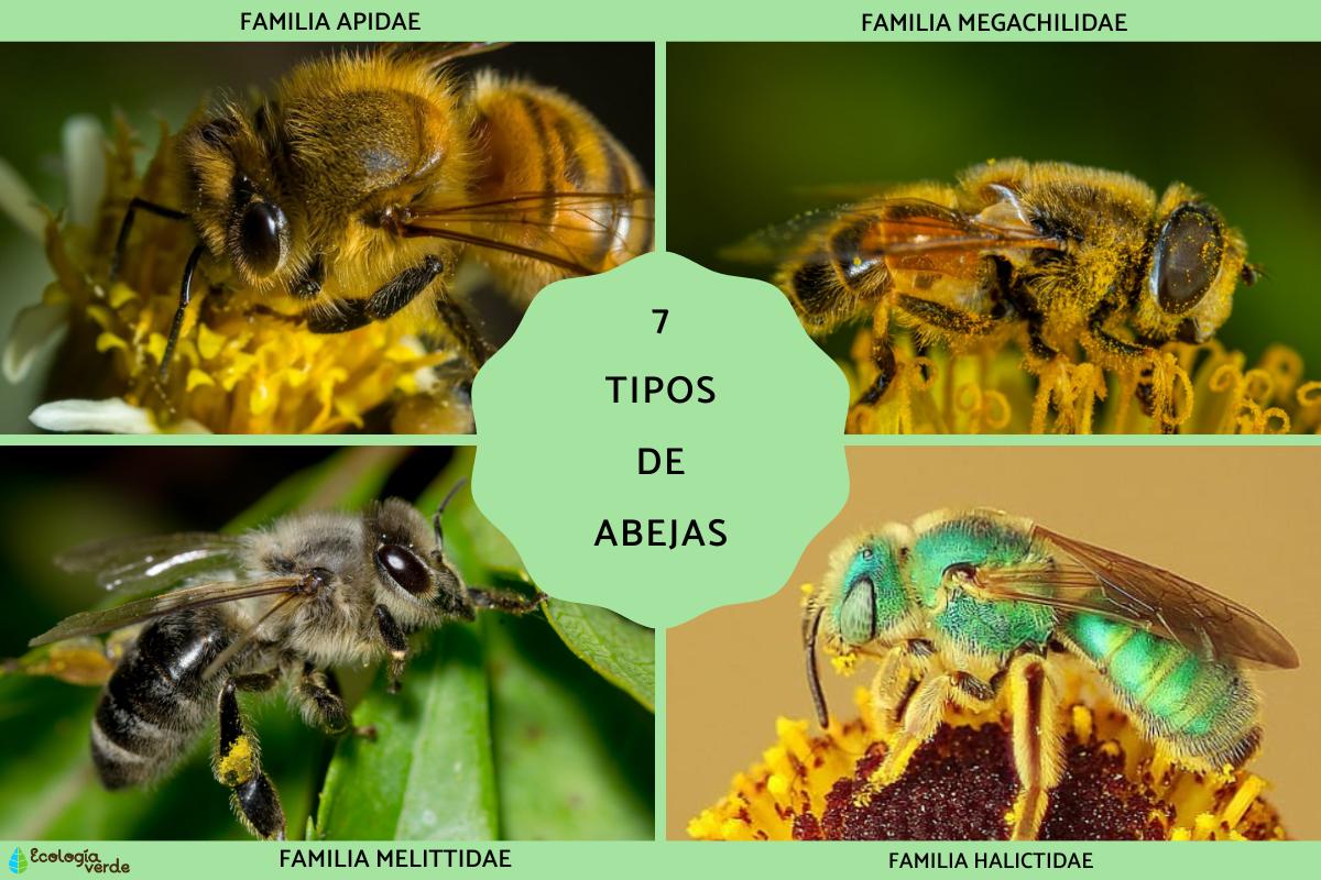 Tipos de abejas