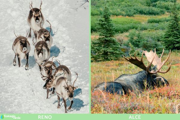 Diferencias entre reno y alce - ¿Cuál es el comportamiento de los alces y de los renos?