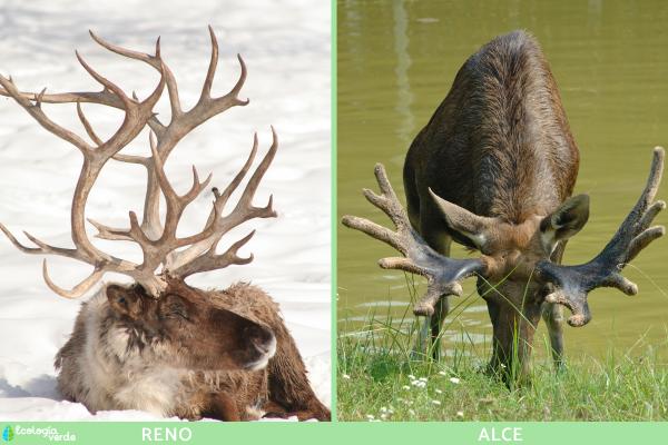 Diferencias entre reno y alce - ¿Cuál es la diferencia entre los cuernos del reno y el alce?