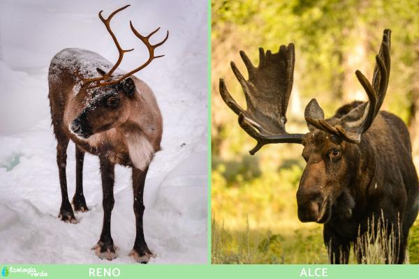 Diferencias entre reno y alce - ¿Cuál es más grande, el reno o el alce?