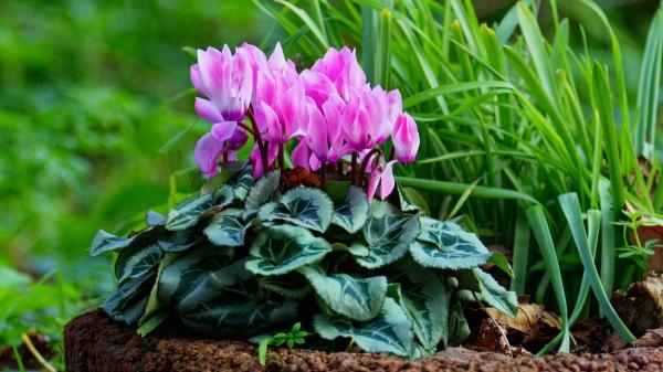 ¿Es mejor poner el ciclamen en interior o en exterior? Estos son los cuidados que necesita - ¿Cuáles son los cuidados ideales para el ciclamen en exterior?