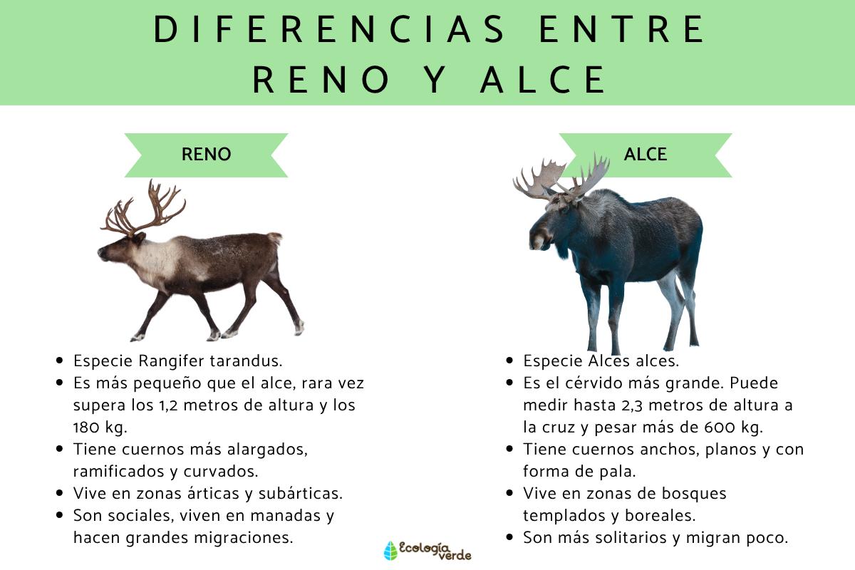 Diferencias entre reno y alce