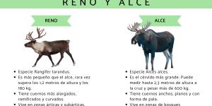 Diferencias entre reno y alce