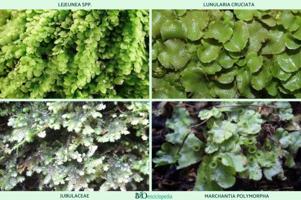 Plantas hepáticas: qué son, características, partes, tipos y ejemplos - Ejemplos de plantas hepáticas
