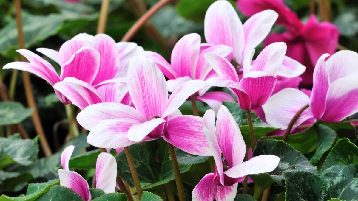 ¿Es mejor poner el ciclamen en interior o en exterior? Estos son los cuidados que necesita