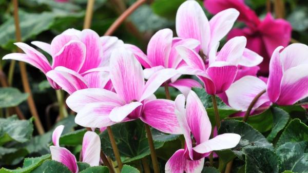 ¿Es mejor poner el ciclamen en interior o en exterior? Estos son los cuidados que necesita