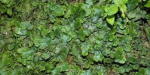 Plantas hepáticas: qué son, características, partes, tipos y ejemplos