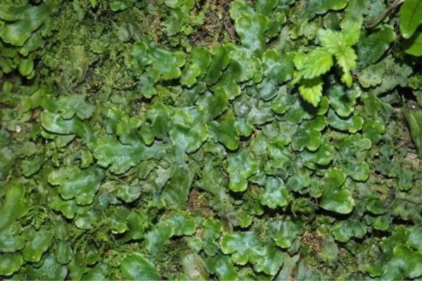 Plantas hepáticas: qué son, características, partes, tipos y ejemplos