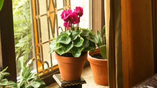 ¿Es mejor poner el ciclamen en interior o en exterior? Estos son los cuidados que necesita - ¿Qué cuidados necesita el ciclamen en interior?