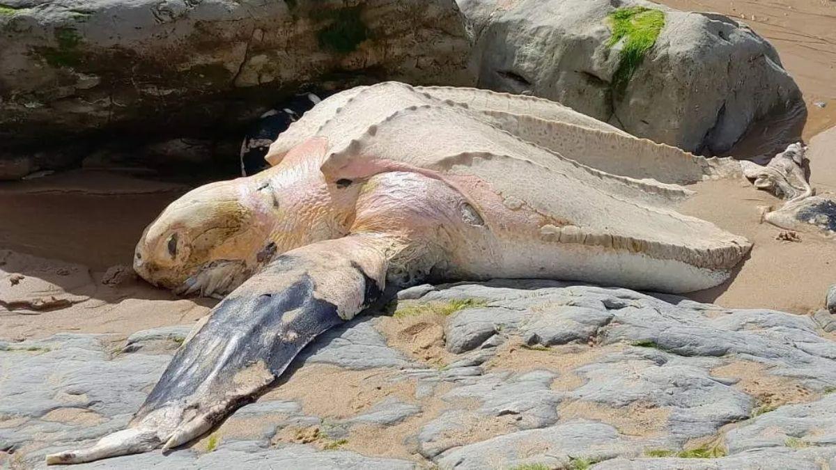 Aparece en Cantabria la tortuga más grande del mundo: una especie “vulnerable” que preocupa a los científicos