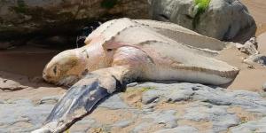 Aparece en Cantabria la tortuga más grande del mundo: una especie “vulnerable” que preocupa a los científicos