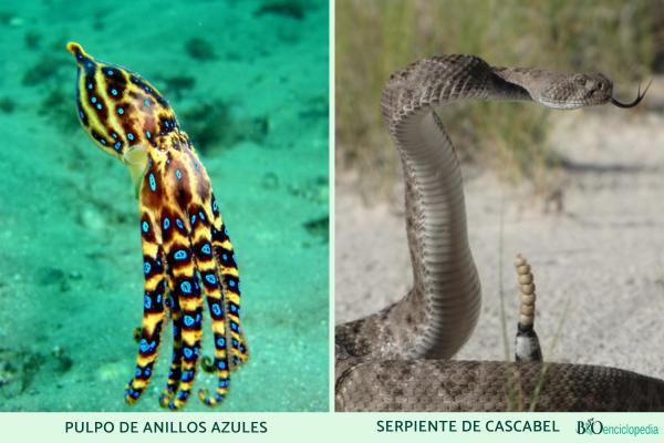 Aposematismo: qué es, características y ejemplos - Ejemplos de aposematismo en animales