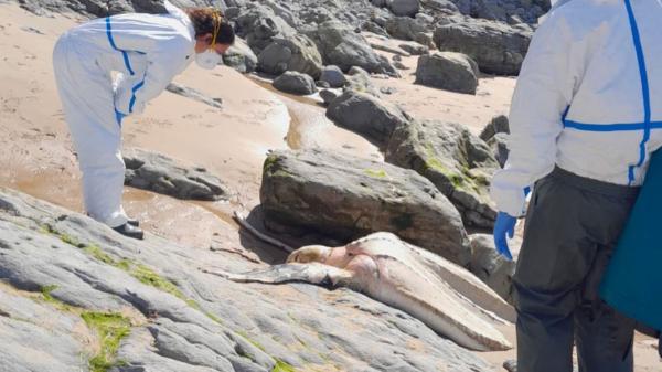 Aparece en Cantabria la tortuga más grande del mundo: una especie “vulnerable” que preocupa a los científicos - Un reptil gigante del océano aparece en la costa cantábrica