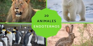 Animales endotérmicos: ejemplos y características